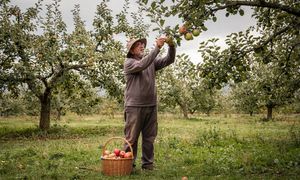 man-picking-fruit-from-tree.jpg