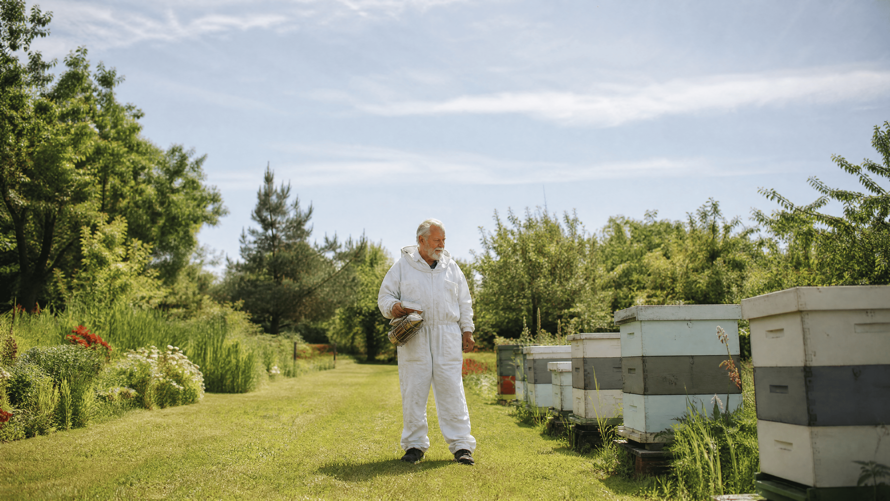 old man in the garden tending to bees