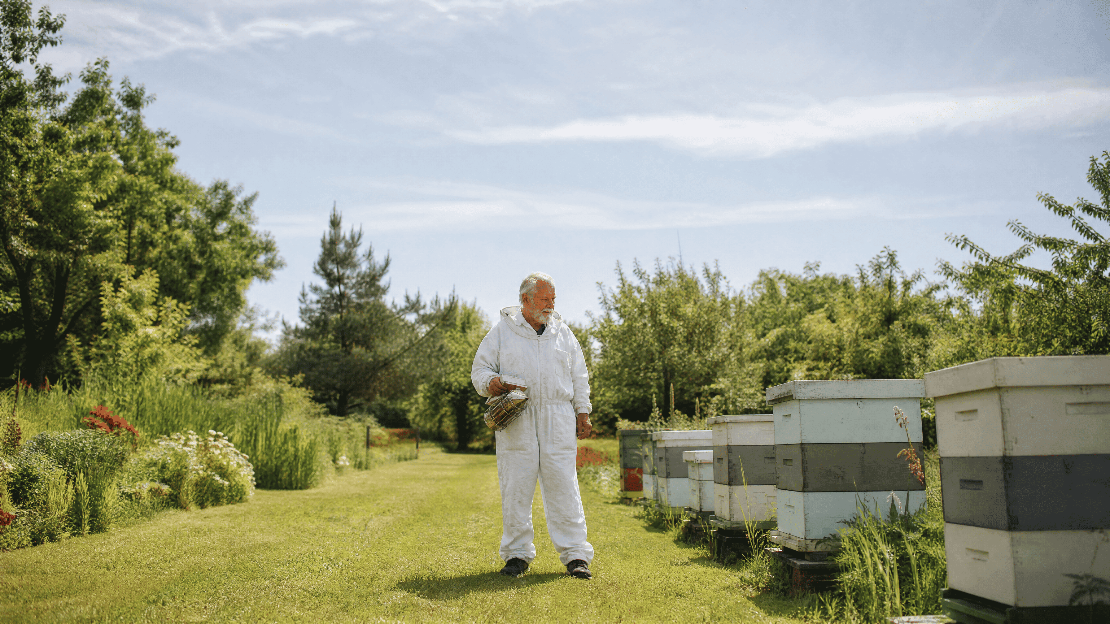 old man in the garden tending to bees